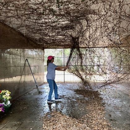 Volunteer clearing overgrown vines in the cemetery