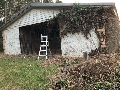 Overgrown outbuilding being cleared by volunteers